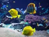 Das Große Aquarium in Saint-Malo - Führer für Tourismus, Urlaub & Wochenende in der Ille-et-Vilaine