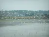 Guérande salt marshes - Birds flying, lake and vegetation