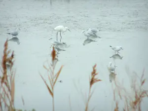 Guérande salt marshes - Reeds in foreground and birds