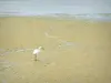 Guérande salt marshes - Bird (aigrette)