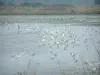Guérande salt marshes - Birds, lake and vegetation