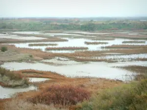 Guérande salt marshes - Ponds and vegetation