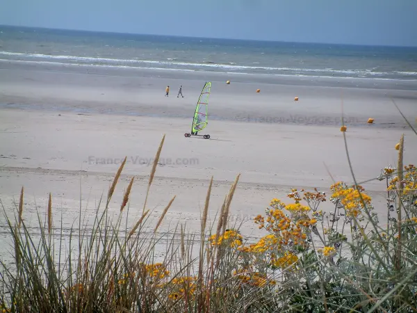 Hardelot-Plage - Opal Coast: plants (psammophytes, beachgrass) and wild flowers, sandy beach with someone speed-sailing (windsurfing board with wheels), the Channel (sea); in the Regional Nature Park of Opal Capes and Marshes