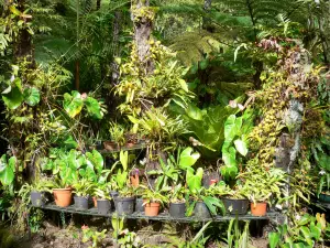 Haus Folio - Pflanzen des kreolischen Gartens