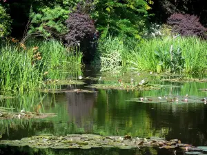 Haus und Gärten von Claude Monet - Garten von Monet, in Giverny: Wassergarten: Teich der Seerosen (Seerosenbecken) bestreut mit Wasserrosen, Schilf, Pflanzenwuchs und Bäume
