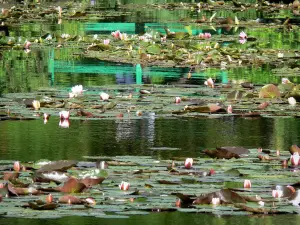 Haus und Gärten von Claude Monet - Garten von Monet, in Giverny: Wassergarten: Seerosenteich (Wasserbecken mit Seerosen) bestreut mit Wasserrosen