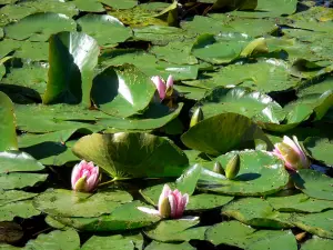 Haus und Gärten von Claude Monet - Garten von Monet, in Giverny: Wassergarten: blühende Wasserrosen (Seerosenbecken)