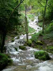 Hérisson waterfall - Brook lined with trees