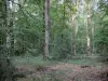 Het bos van Chandelais - Bomen en struiken