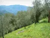 Hinterland - Feld mit Olivenbäumen und Wiese mit gelben Blumen, Berge in der Ferne