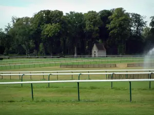 Hippisme - Hippodrome (champ de courses) de Chantilly et arbres