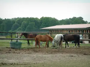 Hippisme - Centre équestre (hippique) : chevaux, boxes d'une écurie et arbres