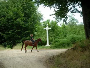 Hippisme - Chemin de la forêt de Compiègne avec une cavalière et son cheval, arbres et panneau d'orientation