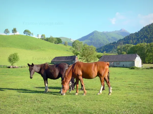 Hochebene des Bénou - Pferde auf einer Wiese der Hochebene des Bénou, mit Blick auf die umliegenden Berge; im Béarn