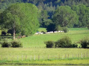 Hochebene des Bénou - Weideland, Kuhherde und Wald