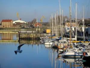 Honfleur - Uccello marino in volo e porto turistico