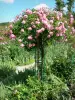 Huis en tuinen van Claude Monet - Monet's tuin in Giverny: Clos Normand: Rose in bloei (roze)