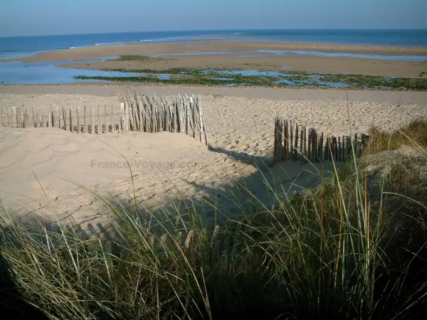 Île de Ré - Helmgras op de voorgrond, zandstrand van Kit Shirt (tip van Fier) en zee (sluis Breton)
