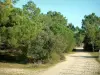 Île de Ré - Arbres du bois de Trousse Chemise et chemin de sable