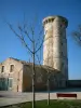 Île de Ré - Toren en oude bomen