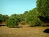 Île de Ré - Grasland en bomen