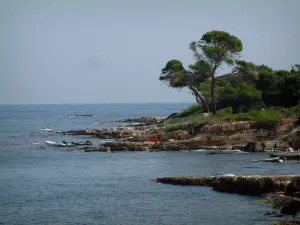 Îles de Lérins - Île Sainte-Marguerite : rochers, pins (arbres) et mer