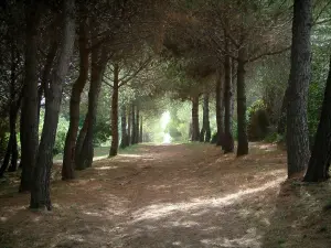 Îles de Lérins - Île Sainte-Marguerite : chemin (sentiers) dans la forêt