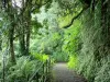 Îlet Bethléem - Camino bordeado de vegetación