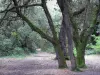 Isla de Noirmoutier - Bois de la Chaise: árboles