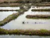 Isla de Noirmoutier - Marisma