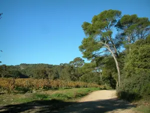 Isla de Porquerolles - Ruta de acceso, viñas, pinos (árboles) y el bosque