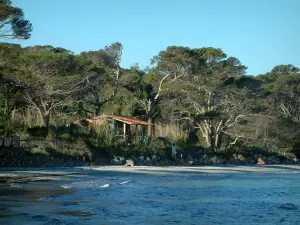 Isla de Porquerolles - Mar Mediterráneo, Playa de Plata, casa de campo y pinos (árboles)