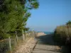 Isla de Ré - Pino (árboles), y la carretera barrón a la playa de arena de la camisa del kit (la punta de la orgullosa), mar (esclusa de Breton) Antecedentes