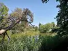 L'Isle-Adam - Pond surrounded by reeds and trees