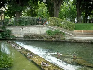L'Isle-sur-la-Sorgue - La Sorgue (rivier) met eenden, en park bomen op de achtergrond