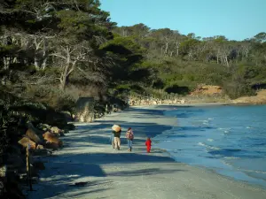 Isola di Porquerolles - Spiaggia con gli escursionisti, Mar Mediterraneo, e macchia pino (pino)