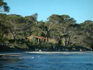 Isola di Porquerolles - Mar Mediterraneo, spiaggia d'argento, cottage e pino (albero)