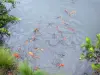 Jardín acuático de Blonzac - Koi