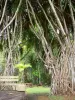 Jardín acuático de Blonzac - Vacoas ( pandanus ) raíces aéreas