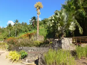 Jardín botánico de Carbet - Hacienda Latouche - Los restos de la planta de añil y el jardín botánico