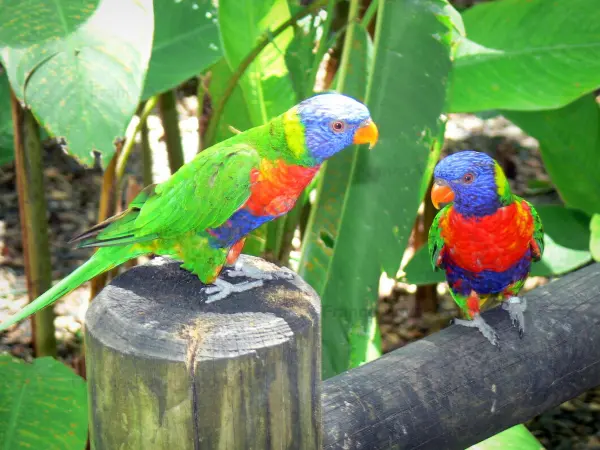 Le jardin botanique de Deshaies - Guide tourisme, vacances & week-end en Guadeloupe