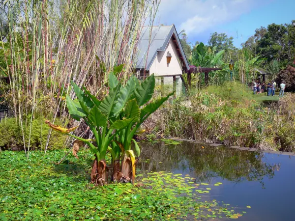 Jardin botanique de la Réunion - Bassin de nénuphars et végétaux du domaine ; sur la commune de Saint-Leu