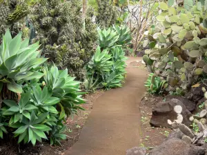 Jardin botanique de la Réunion - Cactus et plantes grasses de la collection Succulentes