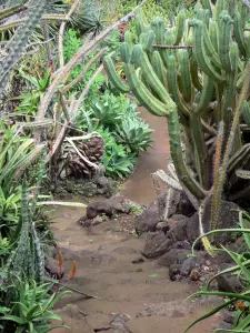 Jardin botanique de la Réunion - Cactées de la collection Succulentes