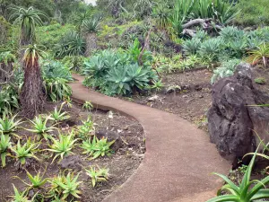 Jardin botanique de la Réunion - Cactus de la collection Succulentes