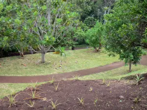 Jardin botanique de la Réunion - Collection Réunion