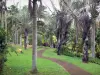 Jardin botanique de la Réunion - Colección de la palma