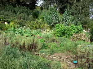 Jardines de Valloires - Las plantas y los árboles