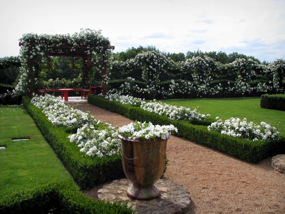 Les jardins du manoir d'Eyrignac - Jardins du manoir d'Eyrignac: Roseraie et ses roses blanches, en Périgord noir