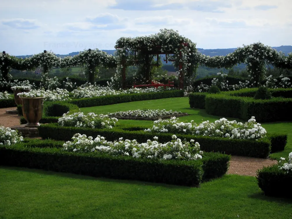 Les jardins du manoir d'Eyrignac - Jardins du manoir d'Eyrignac: Roseraie et ses roses blanches, en Périgord noir